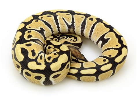 Ball python desert ghost - All of our ID codes can be dissected for the following information. #c#h#-#-# (for example 21c1h2-3-4) the first number is the year hatched, the number after the c is the clutch number from that year it came from, the number after the h is the numerical number for how many babies we hatched that season, the first number after the - is the month it was hatched and the last number is the day it ... 
